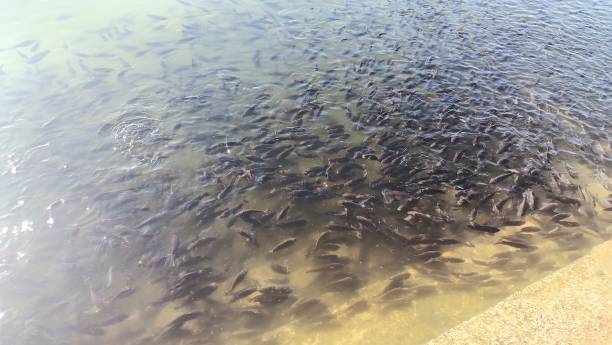 Cultural Immersion: Traveling Beyond Sightseeing